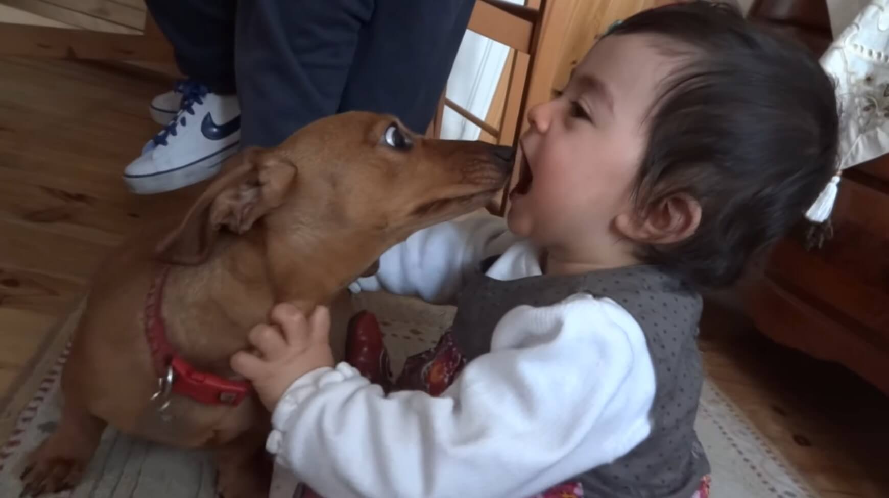 ダックスフンド,動画