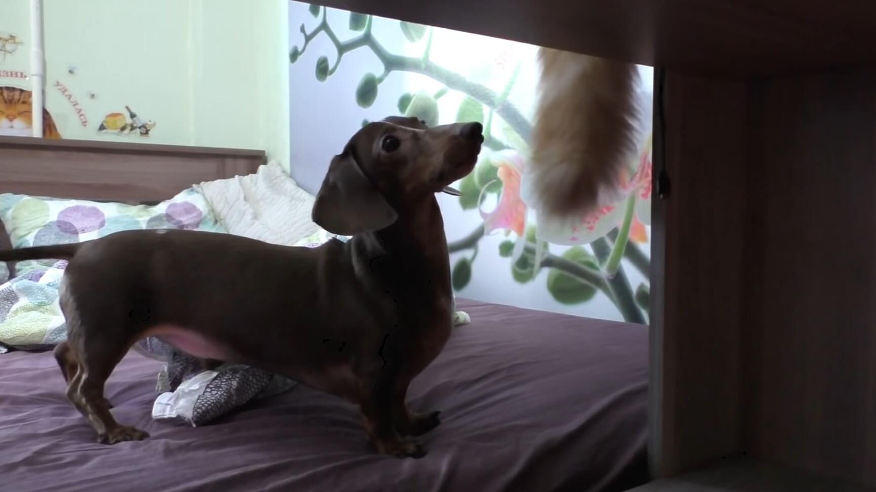 ダックスフンド,動画