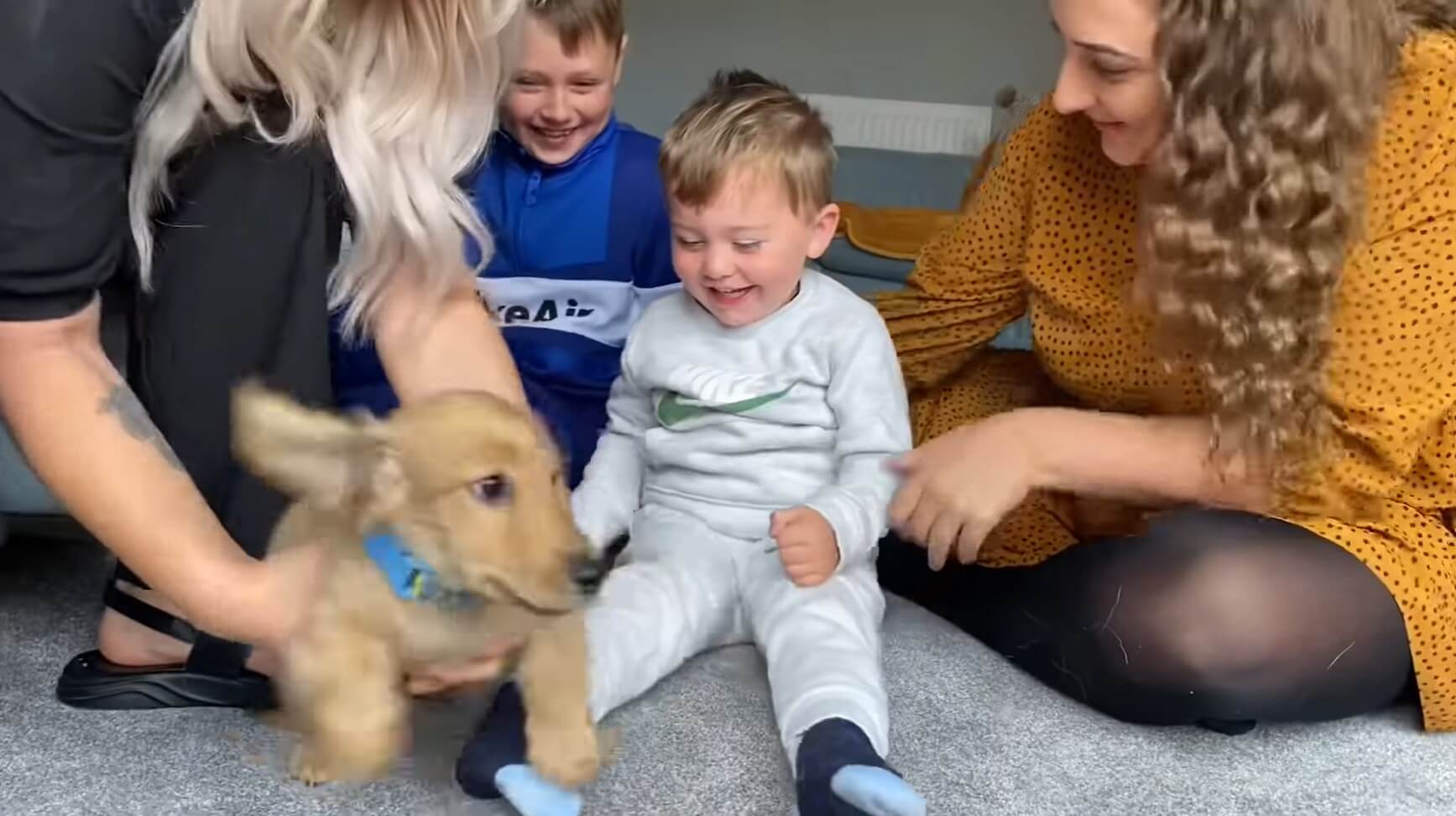 ダックスフンド,動画