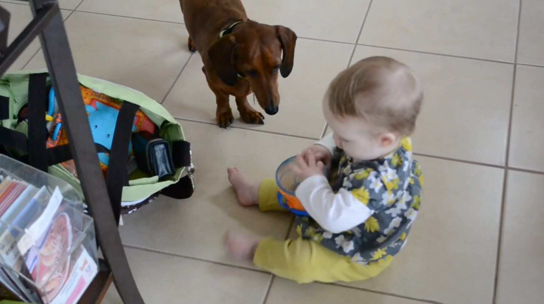 ダックスフンド,動画