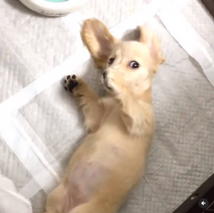 ダックスフンド,動画