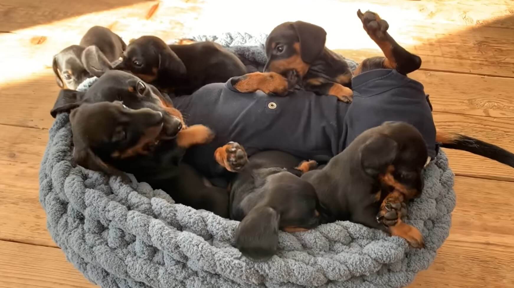 ダックスフンド,動画