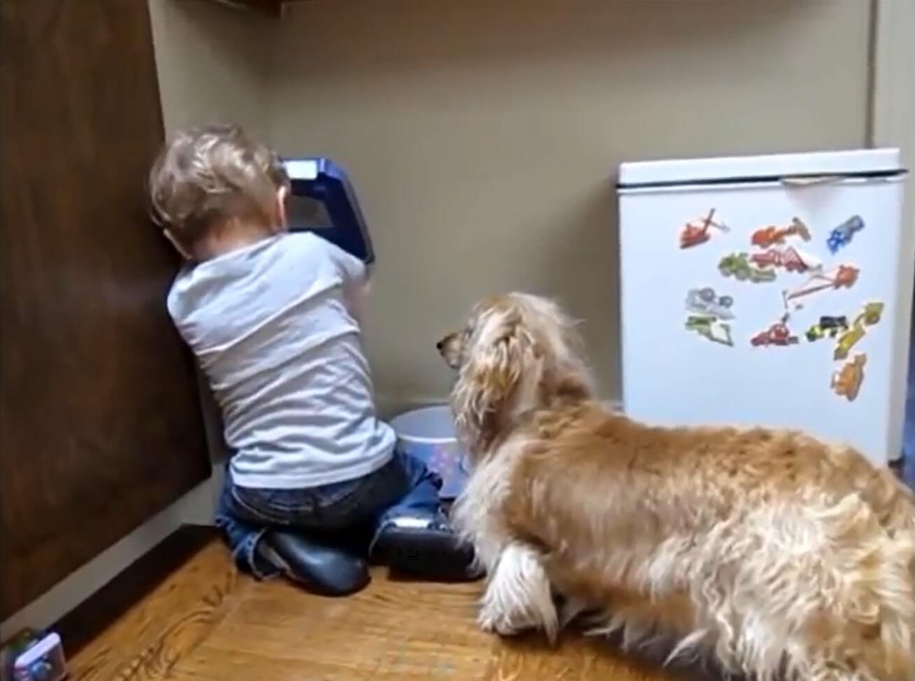 ダックスフンド,動画