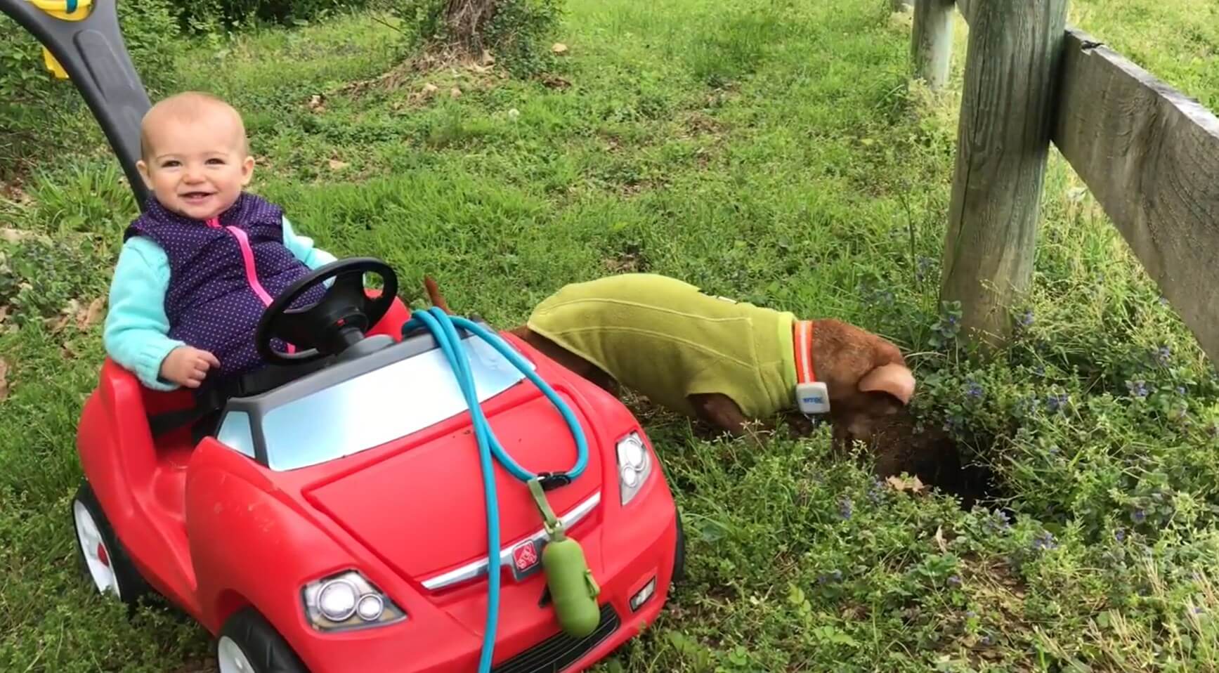 ダックスフンド,動画