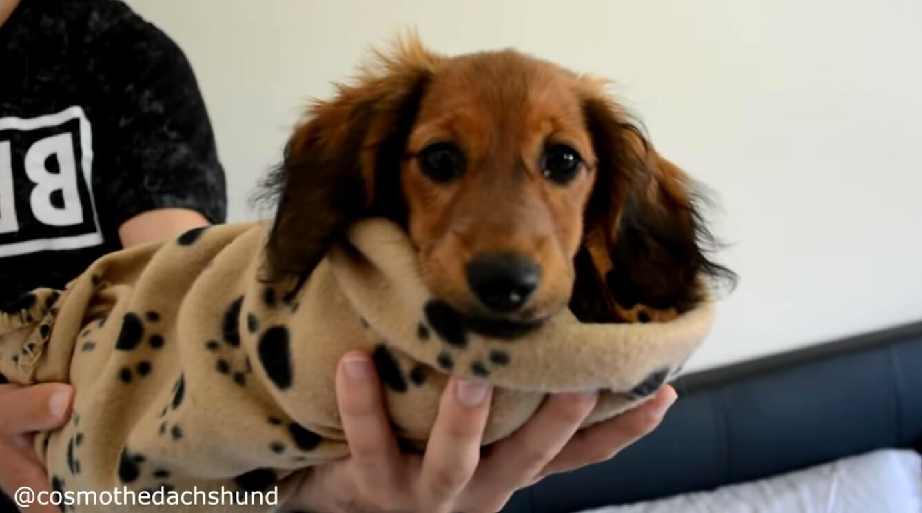 ダックスフンド,動画