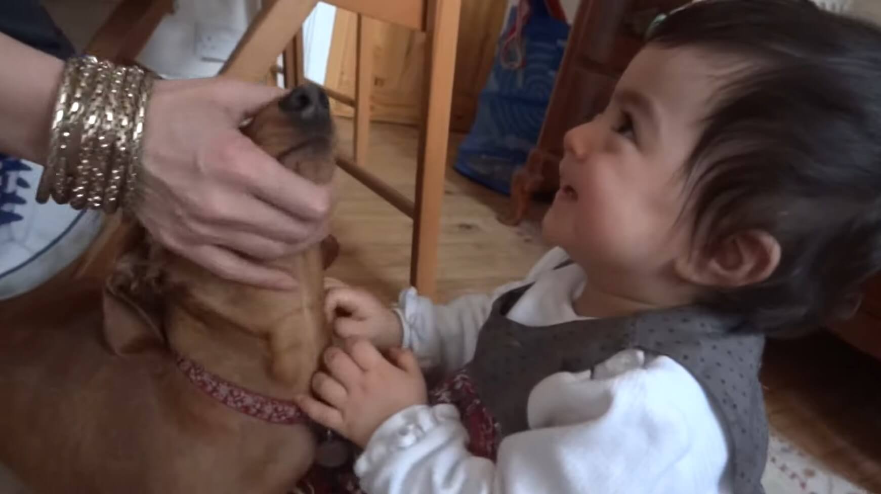 ダックスフンド,動画