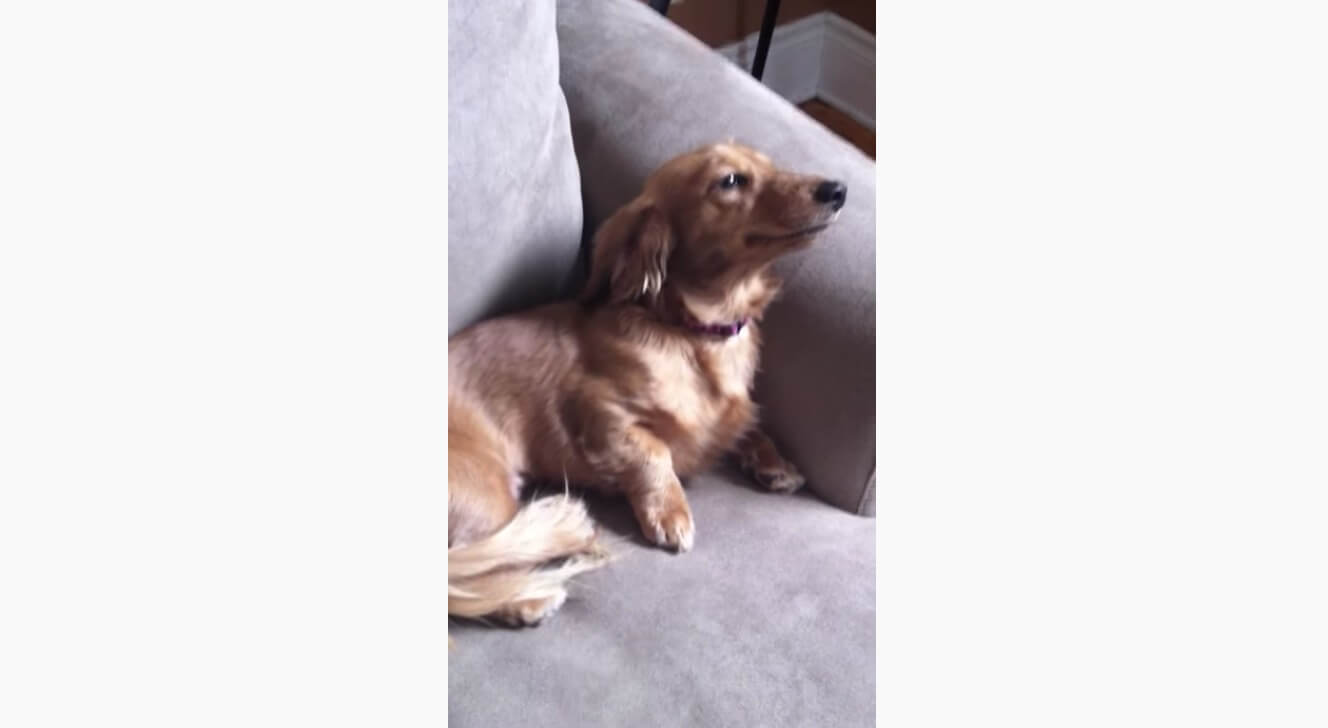 ダックスフンド,動画