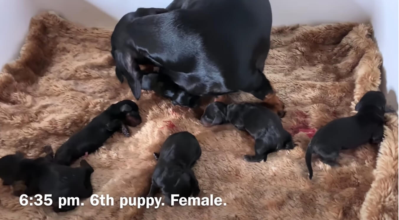 ダックスフンド,動画