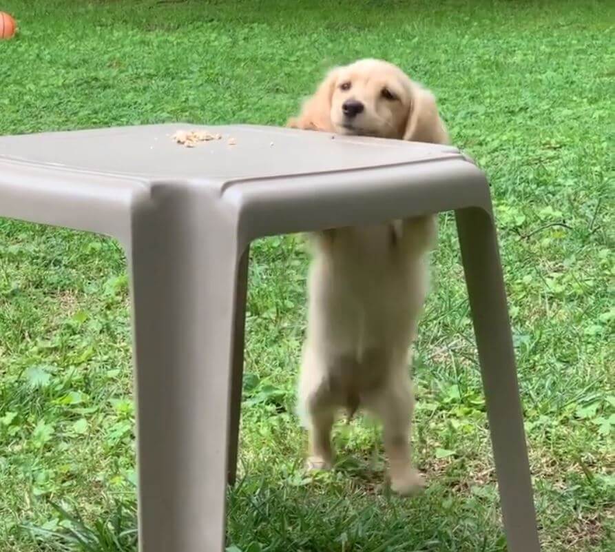 ダックスフンド,動画