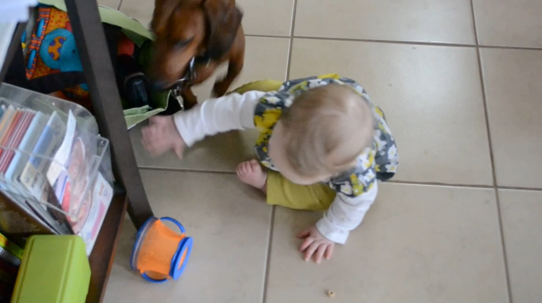 ダックスフンド,動画