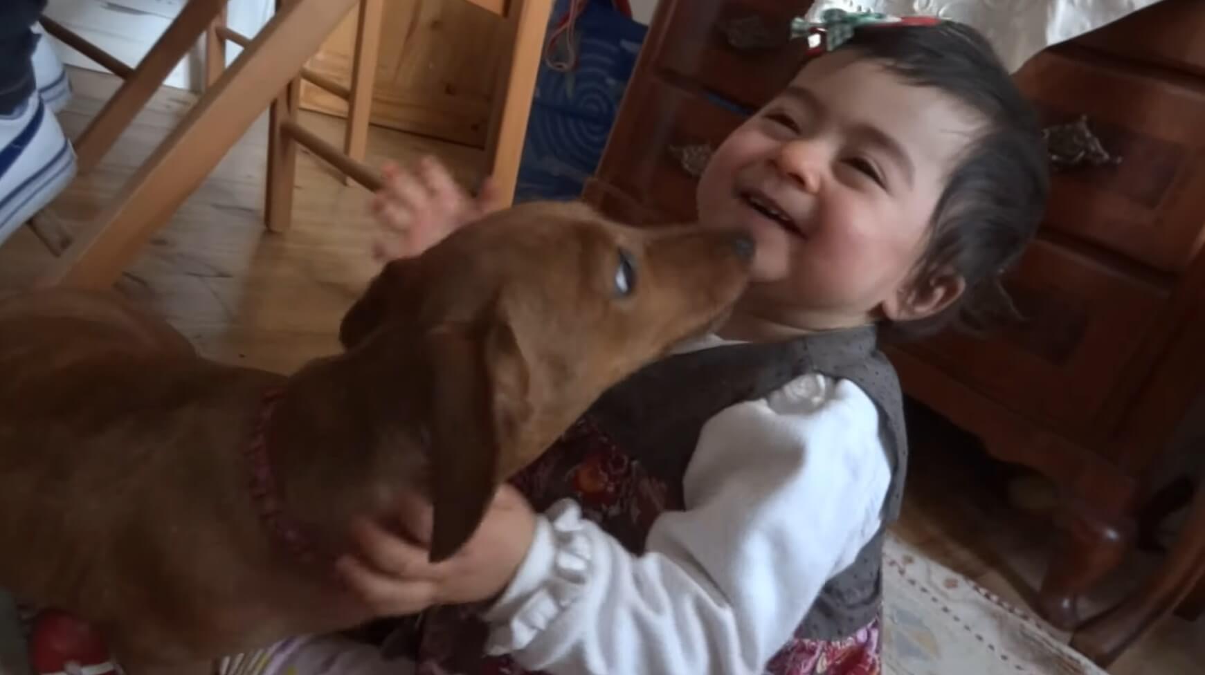 ダックスフンド,動画