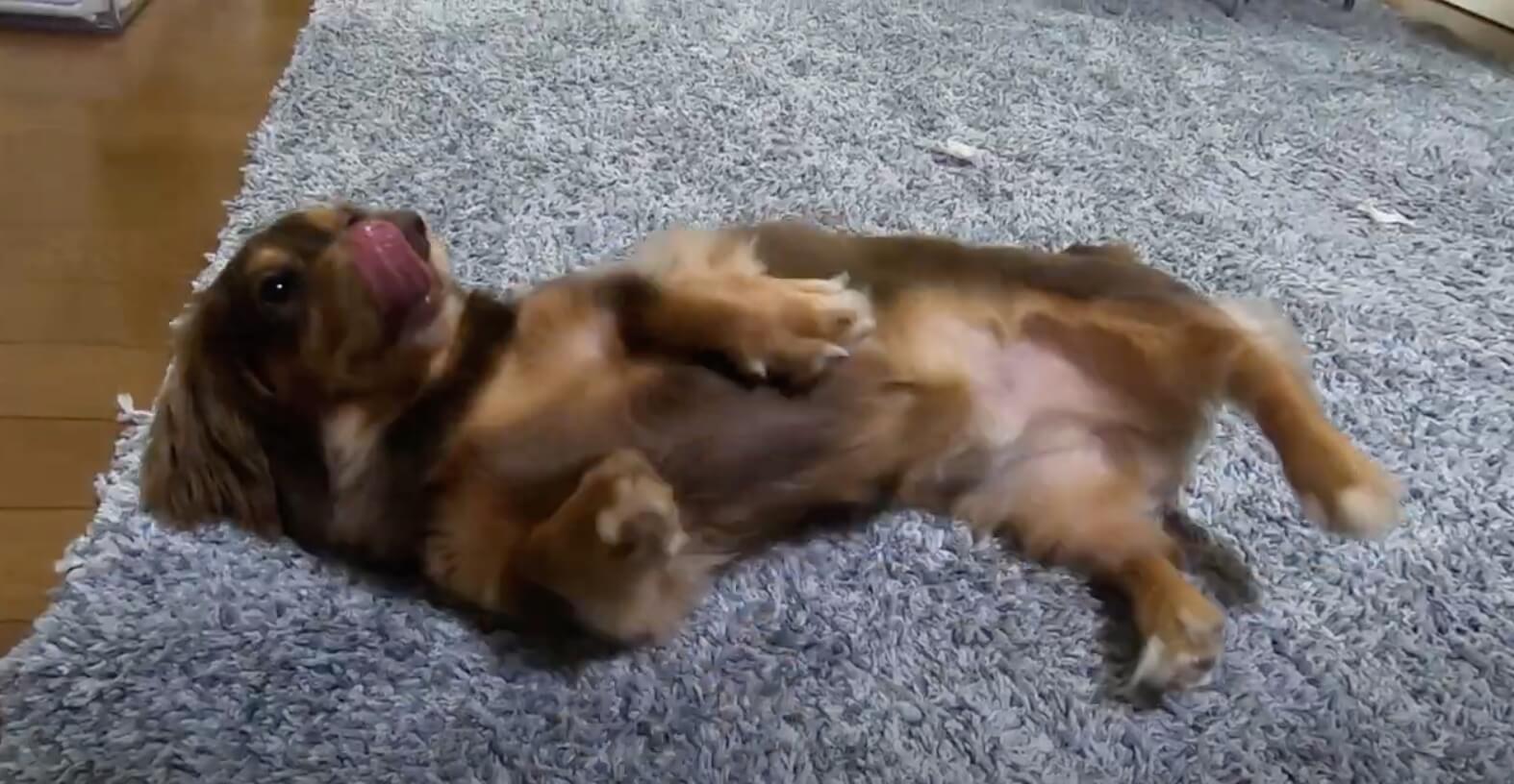 ダックスフンド,動画