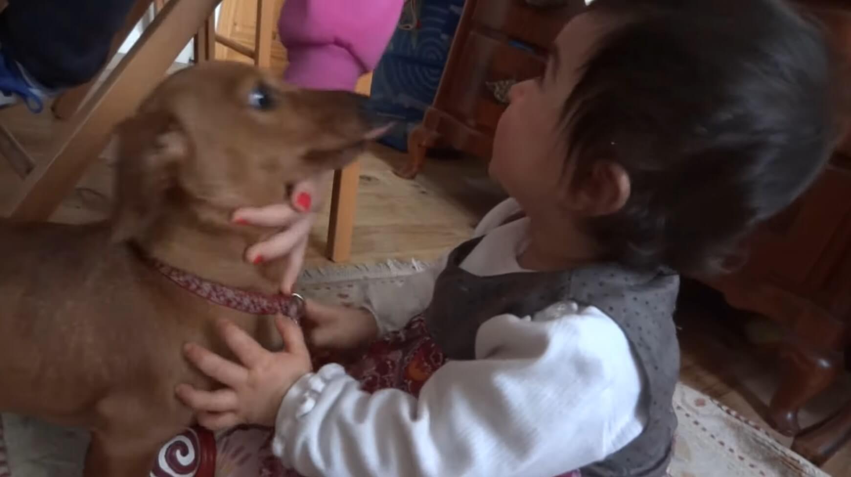 ダックスフンド,動画