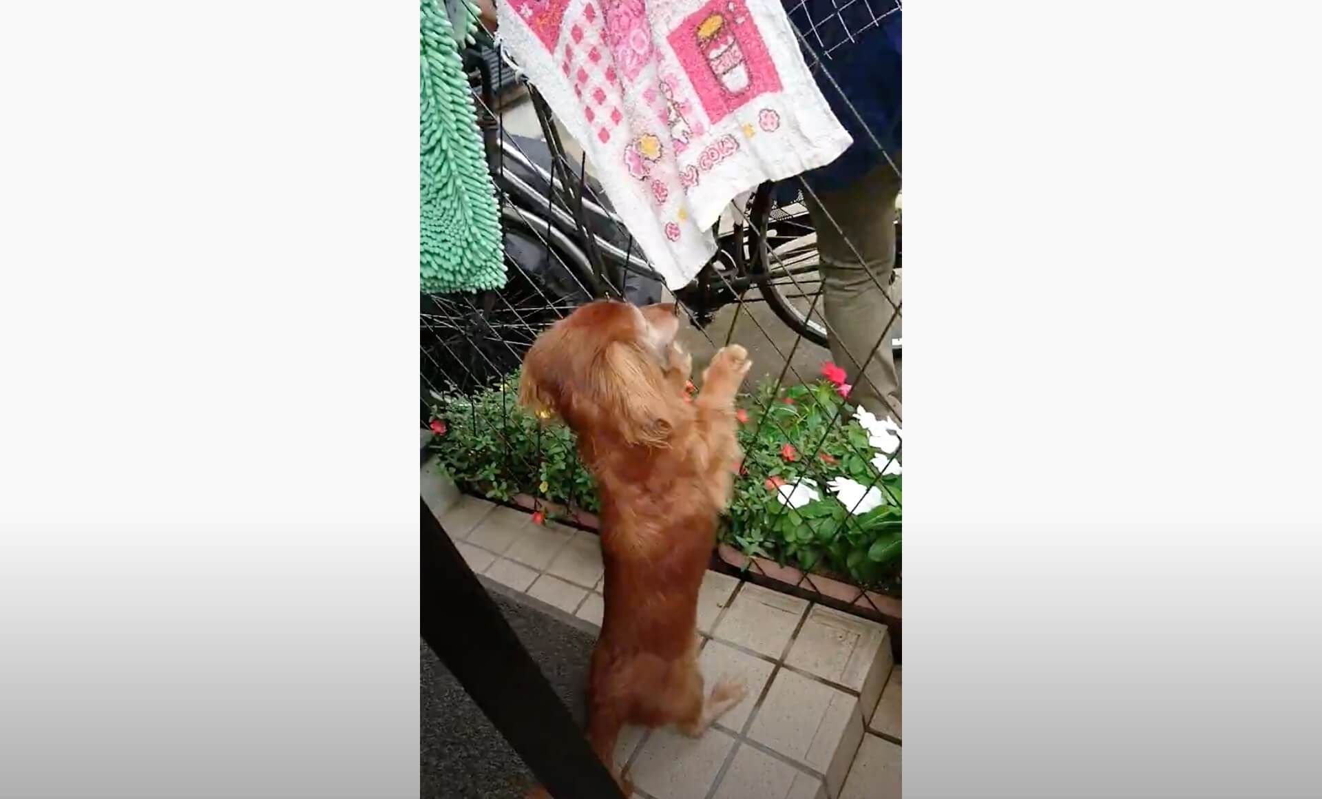 ダックスフンド,動画