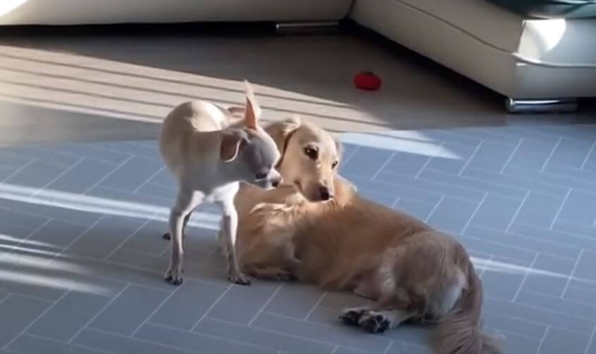 ダックスフンド,動画