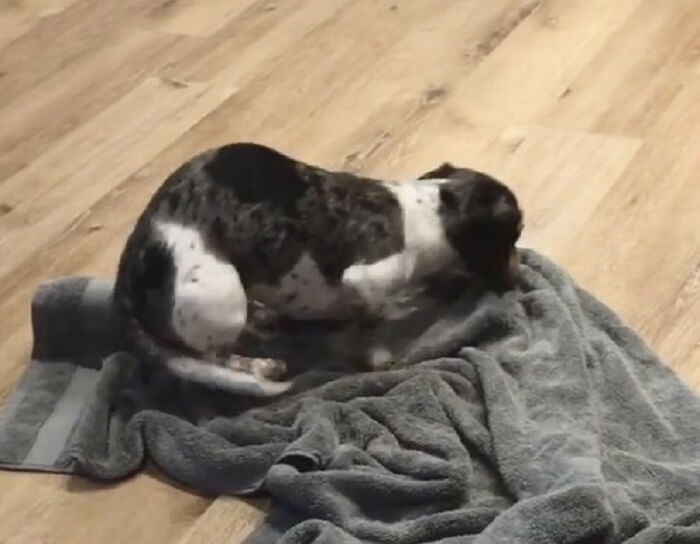 ダックスフンド,動画