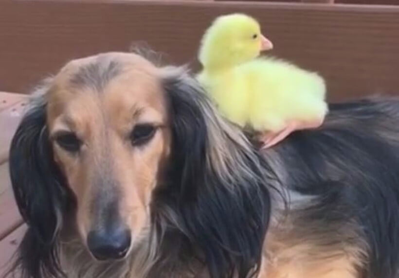 ダックスフンド,動画