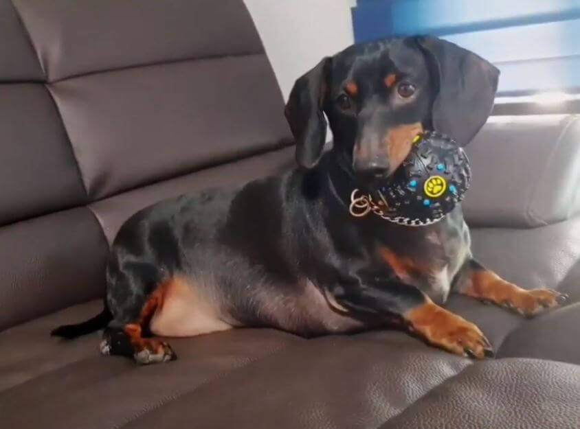 ダックスフンド,動画