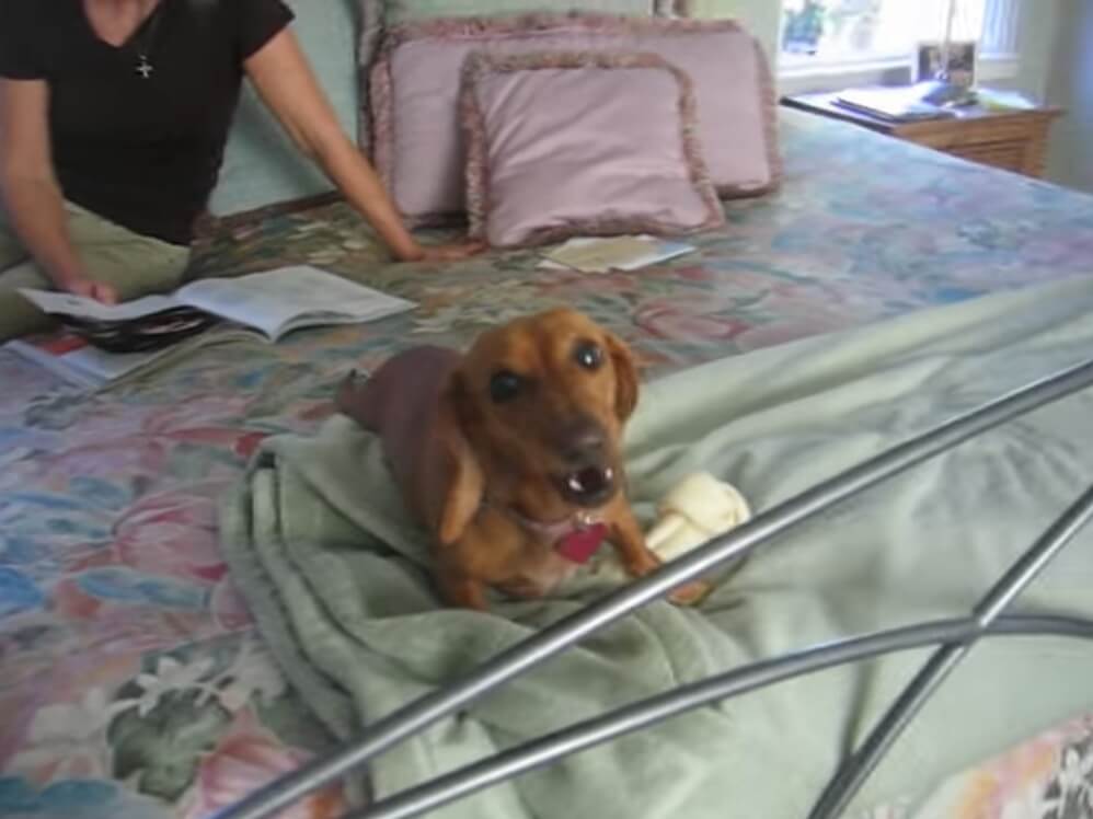 ダックスフンド,動画