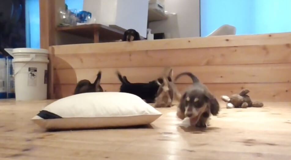 ダックスフンド,動画