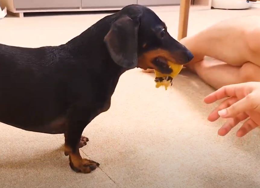 ダックスフンド,動画