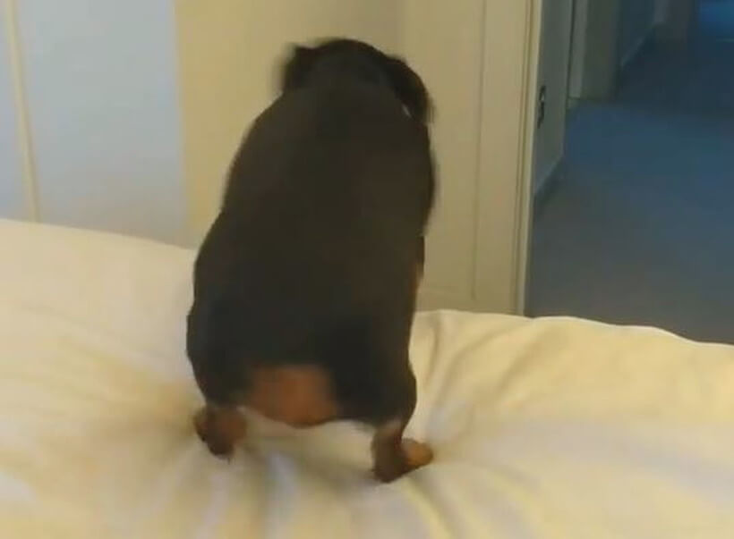 ダックスフンド,動画