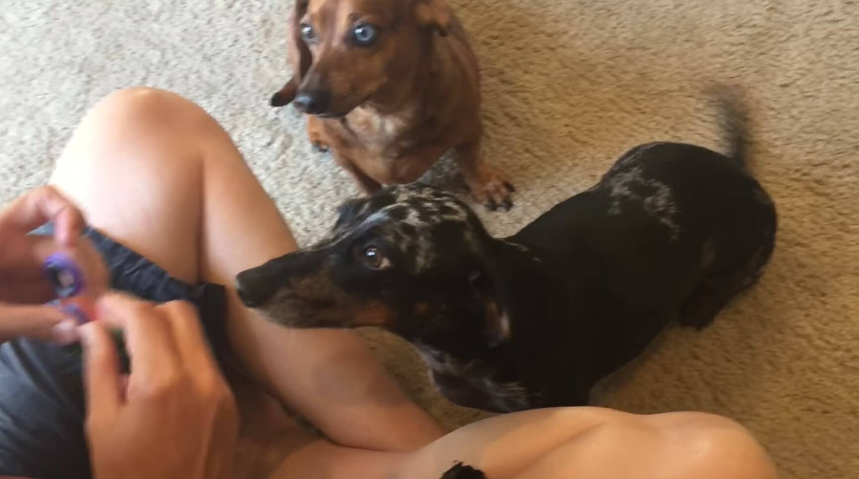 ダックスフンド,動画