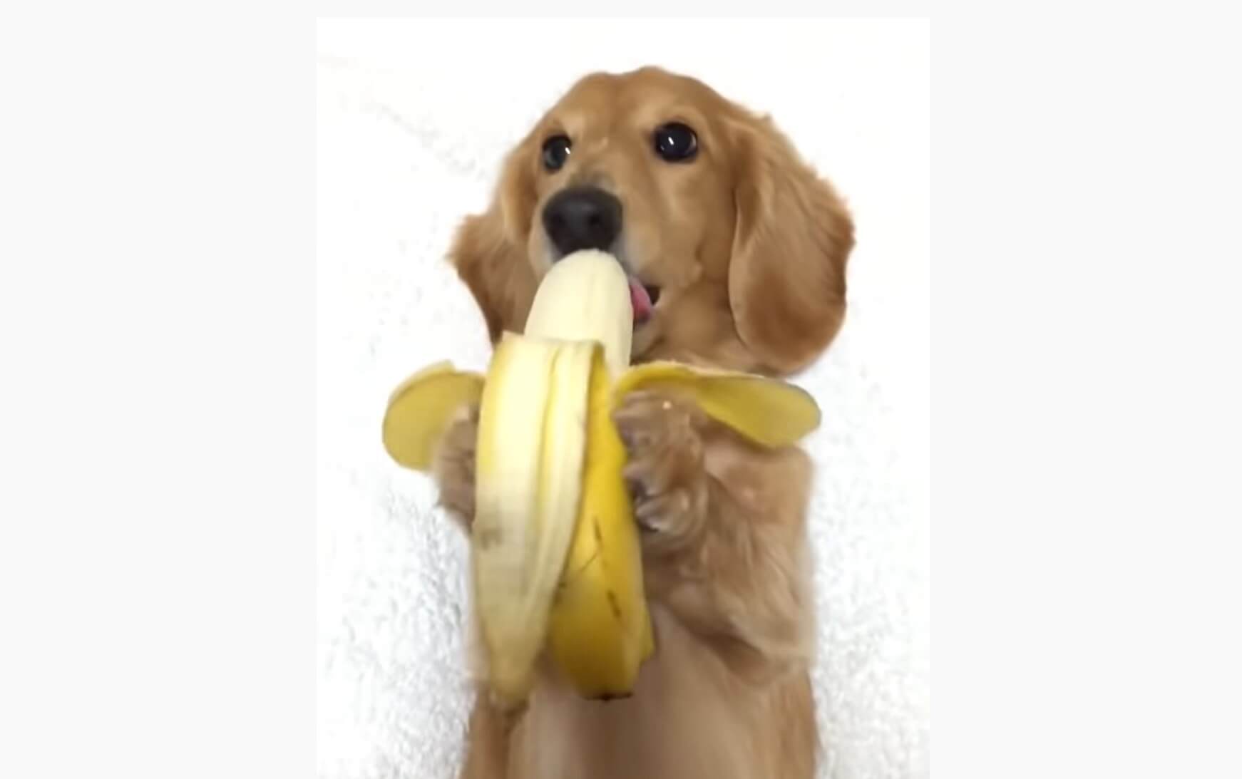 ダックスフンド,動画