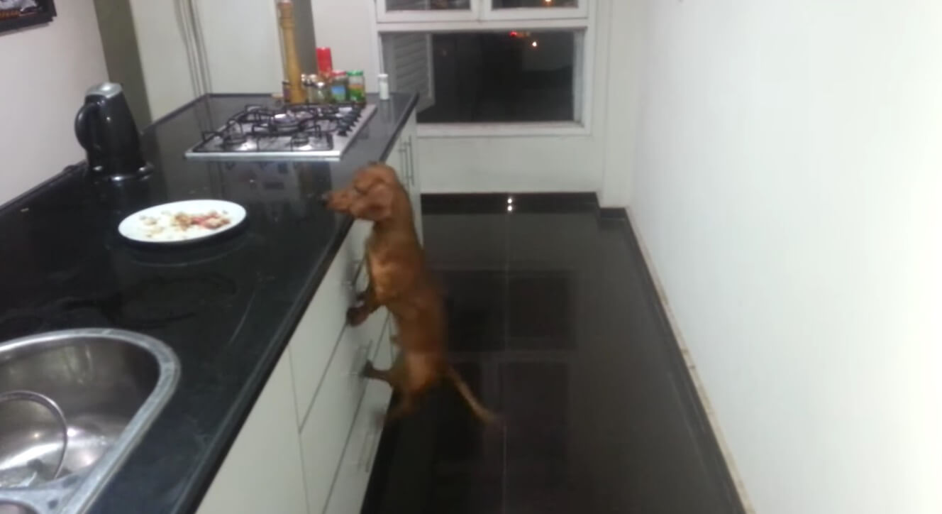 ダックスフンド,動画