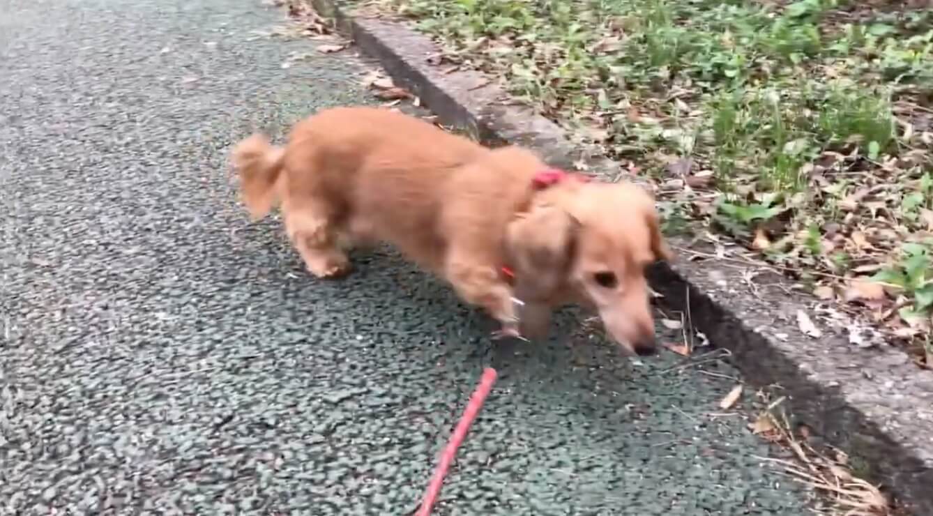 ダックスフンド,動画