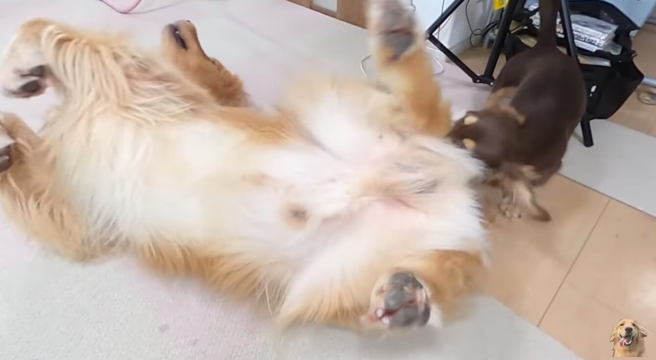 ダックスフンド,動画