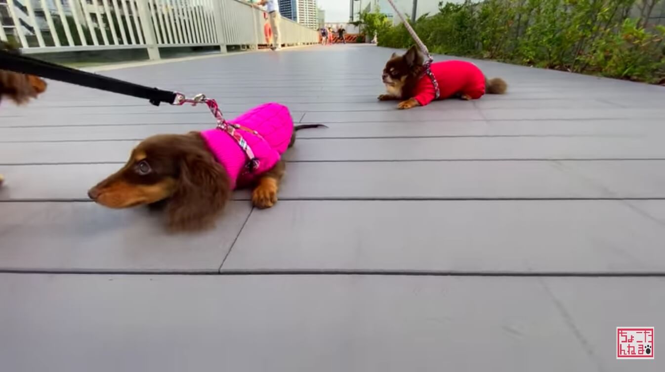 ダックスフンド,動画