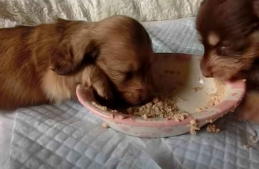 ダックスフンド,動画