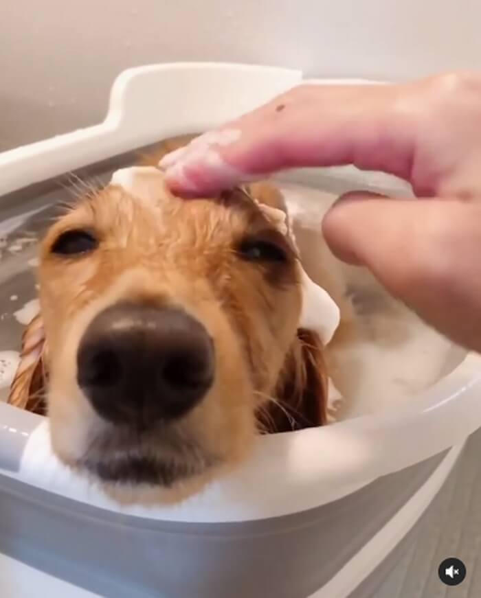 ダックスフンド,動画