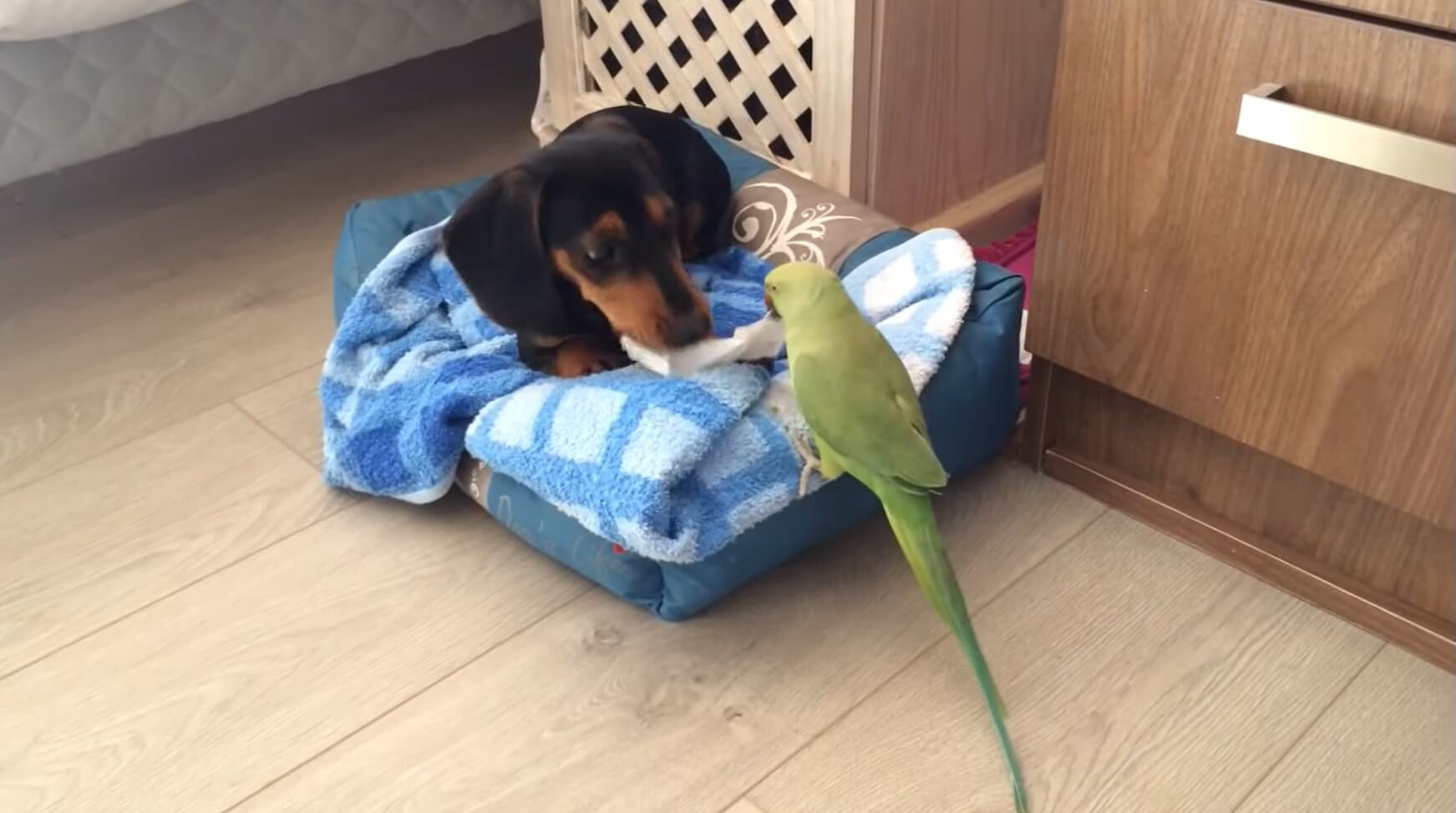 ダックスフンド,動画