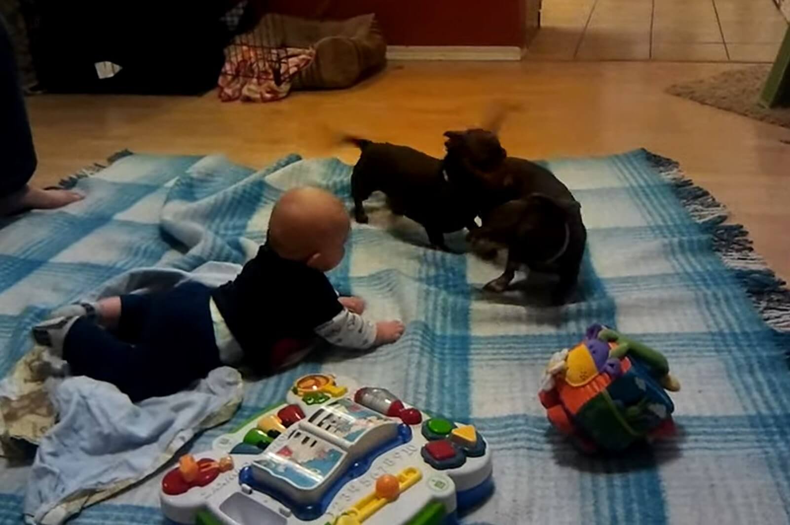 ダックスフンド,動画