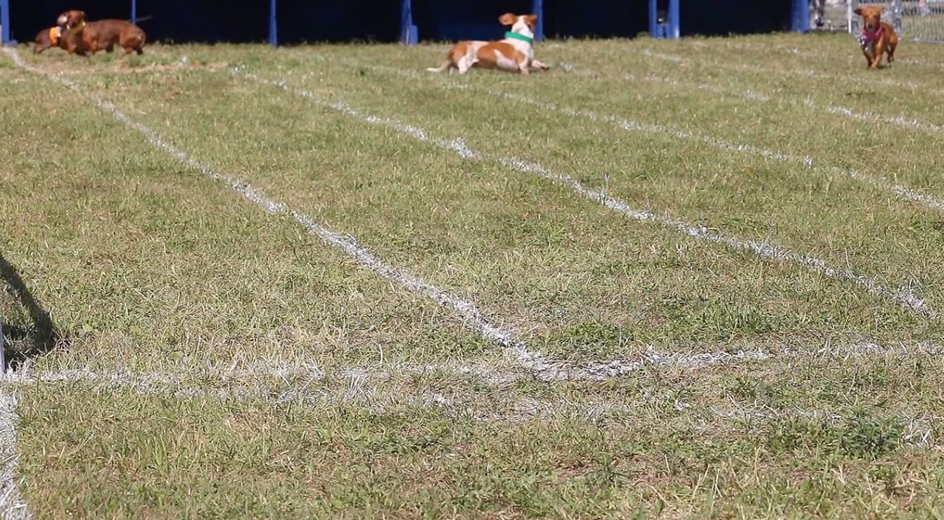 ダックスフンド,動画