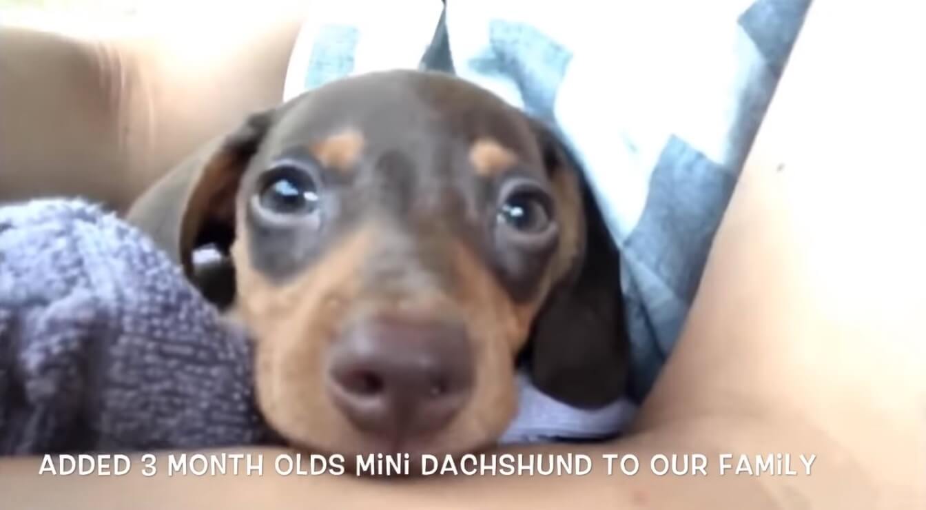 ダックスフンド,動画