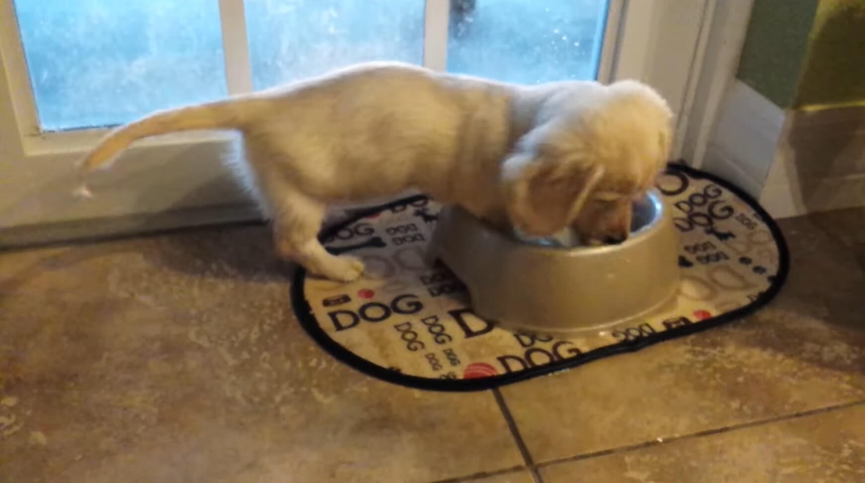 ダックスフンド,動画