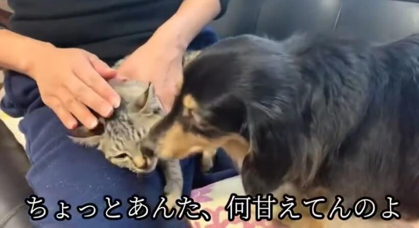 ダックスフンド,動画