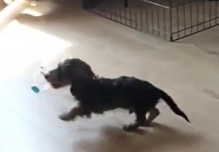 ダックスフンド,動画