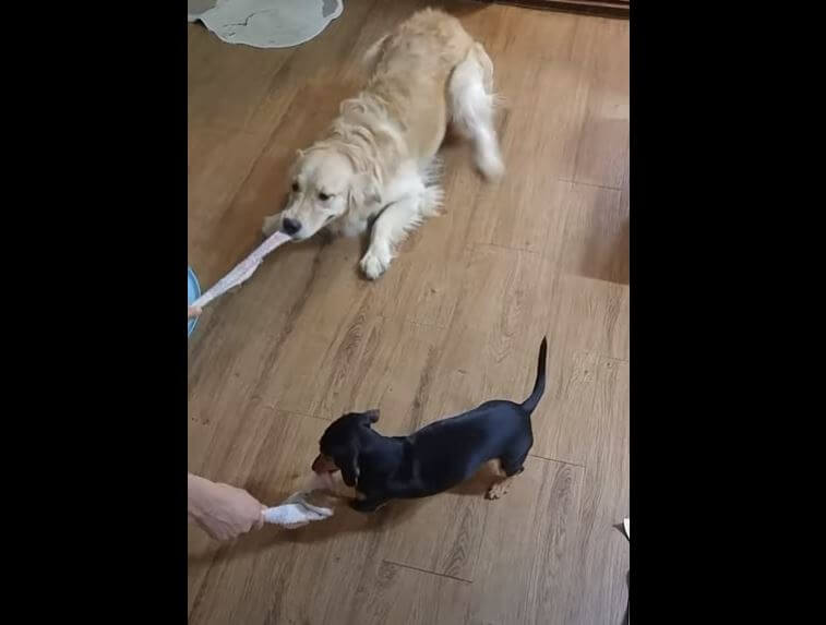 ダックスフンド,動画