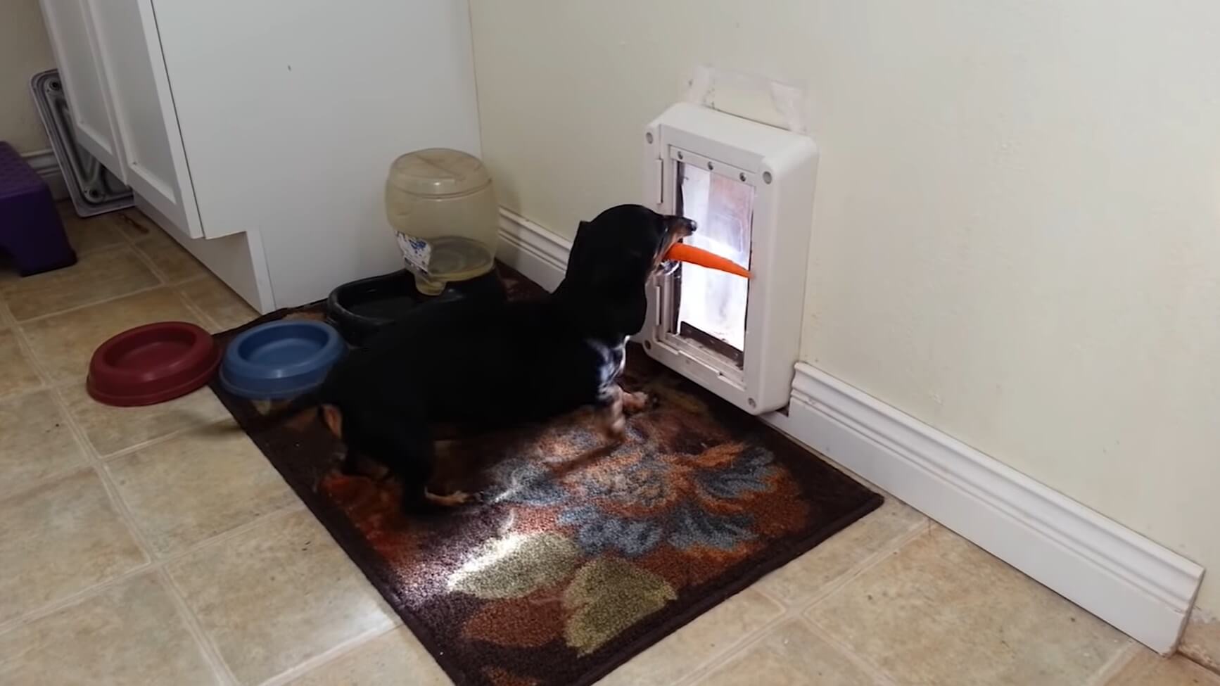 ダックスフンド,動画