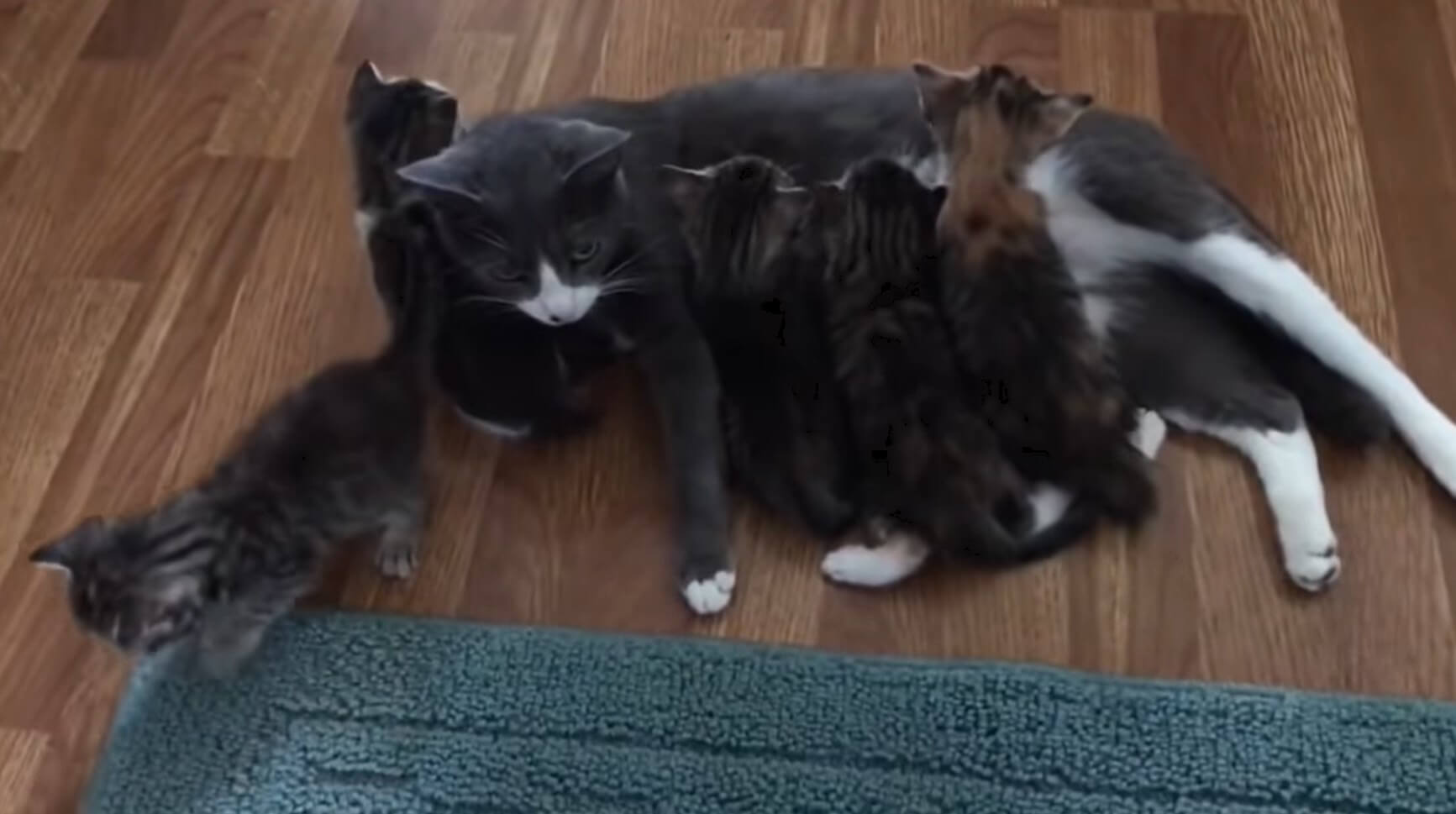 ダックスフンド,動画