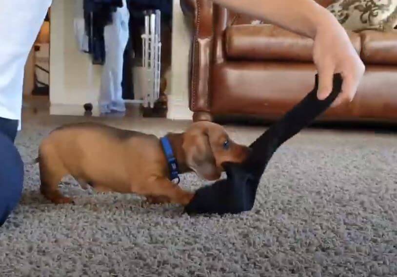 ダックスフンド,動画