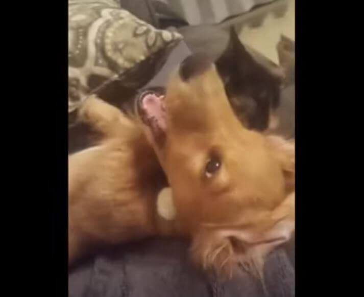 ダックスフンド,動画