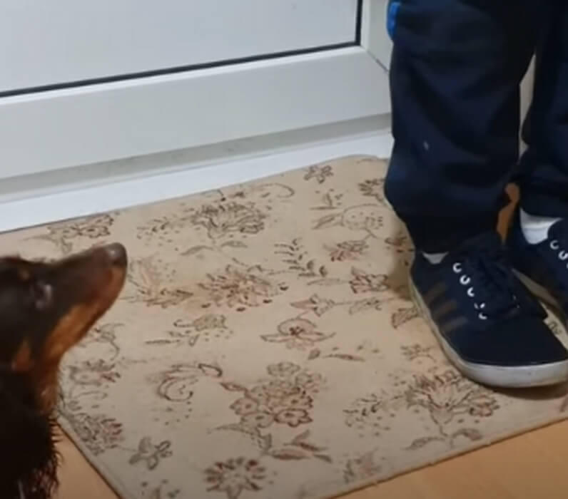 ダックスフンド,動画