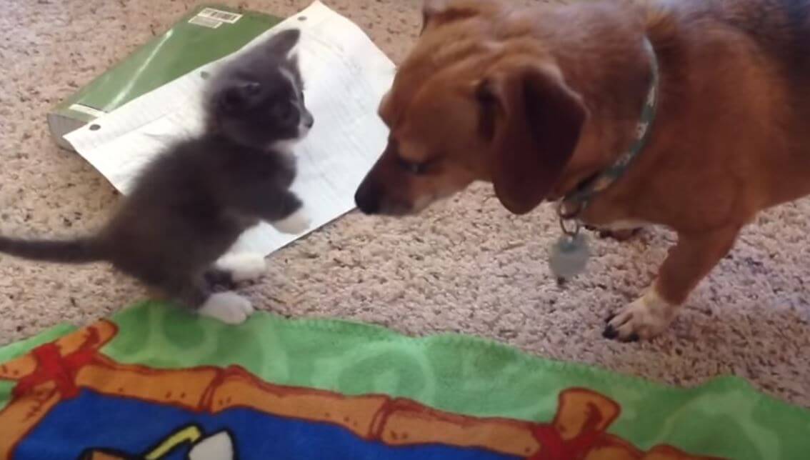 ダックスフンド,動画