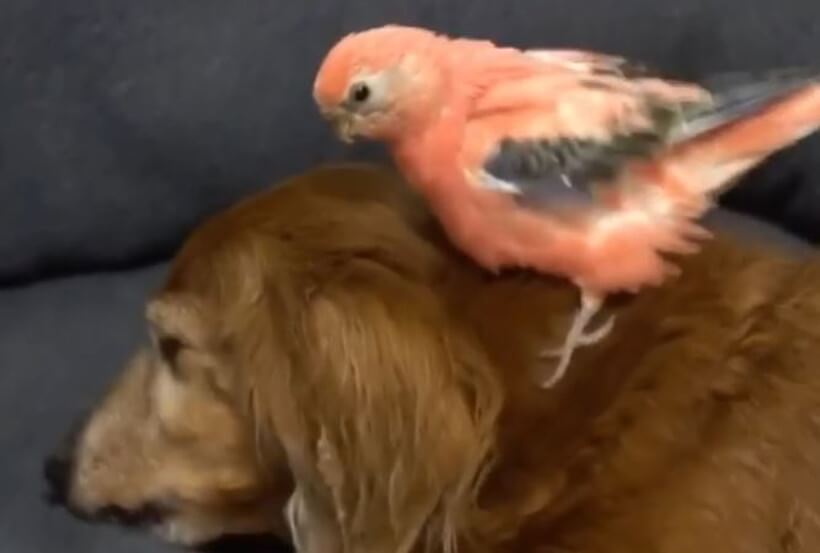 ダックスフンド,動画