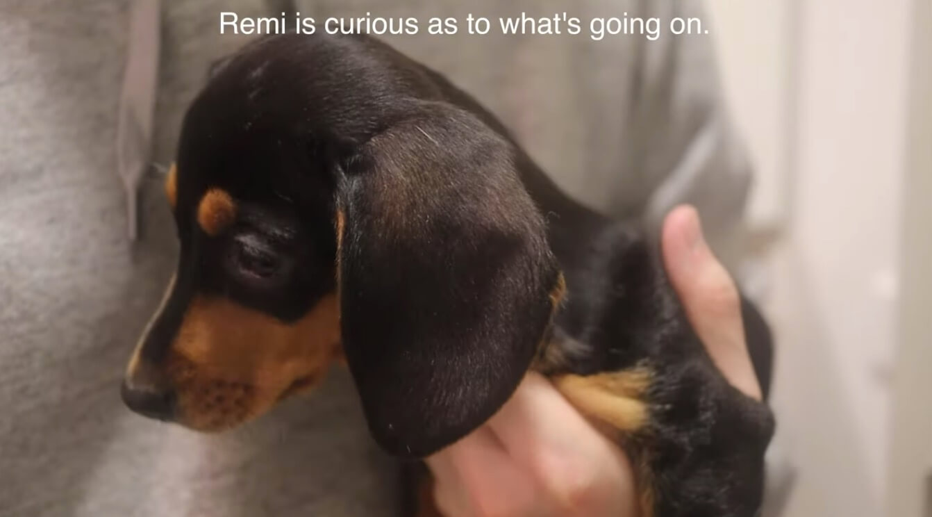 ダックスフンド,動画